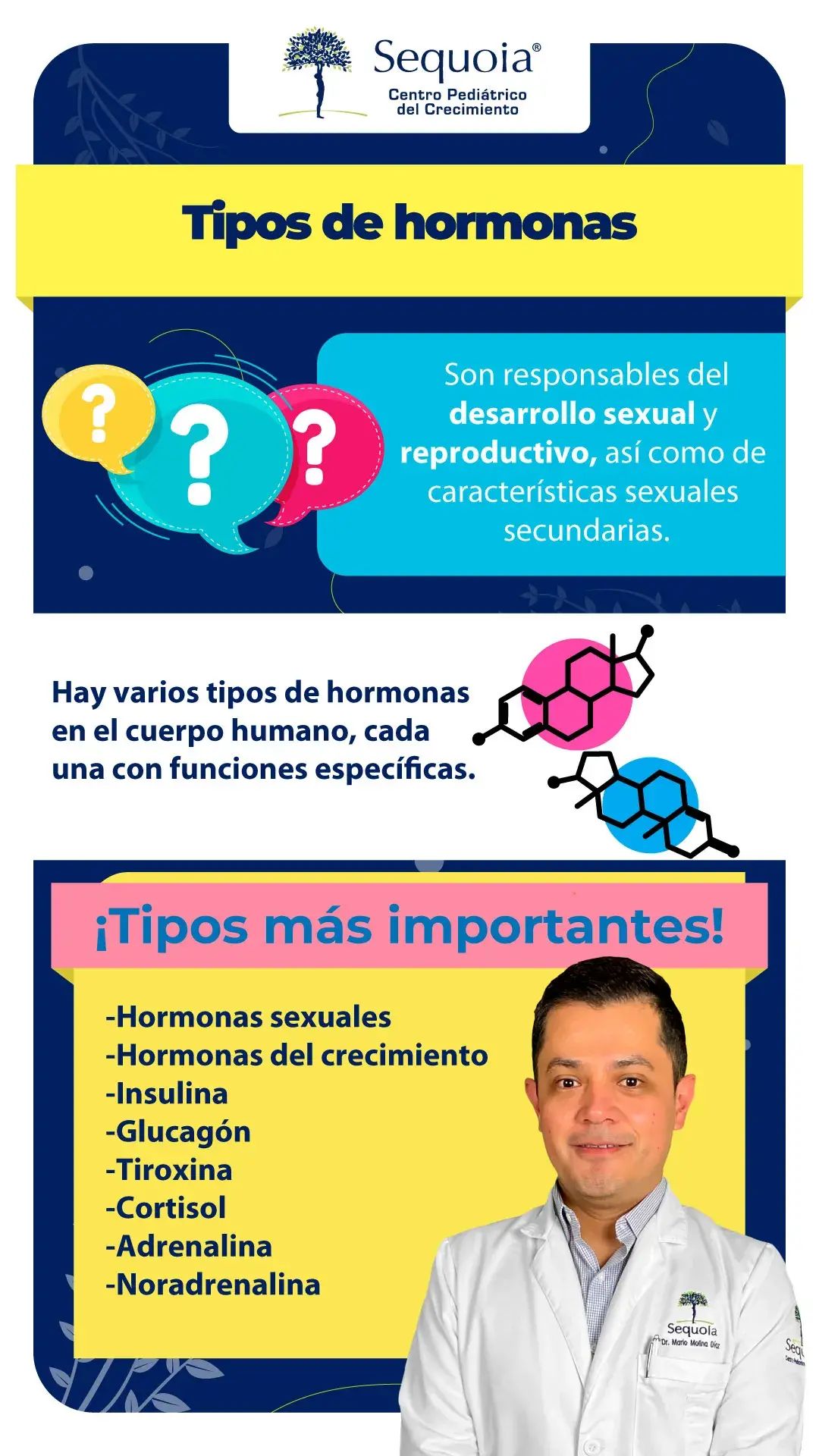 Tipos de hormonas - infografía