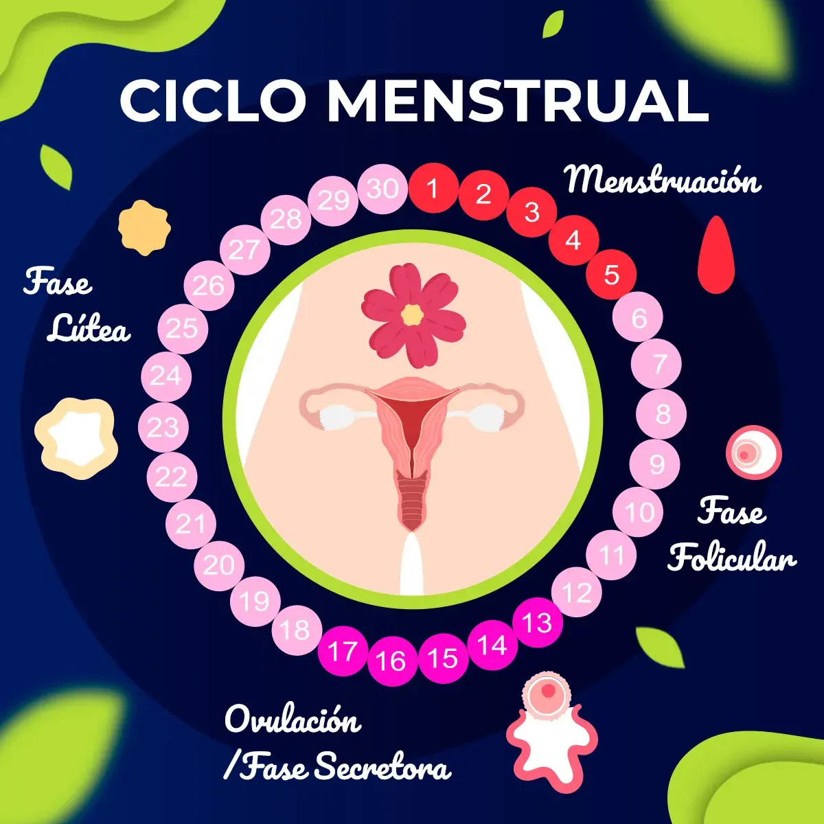 Ciclo menstrual