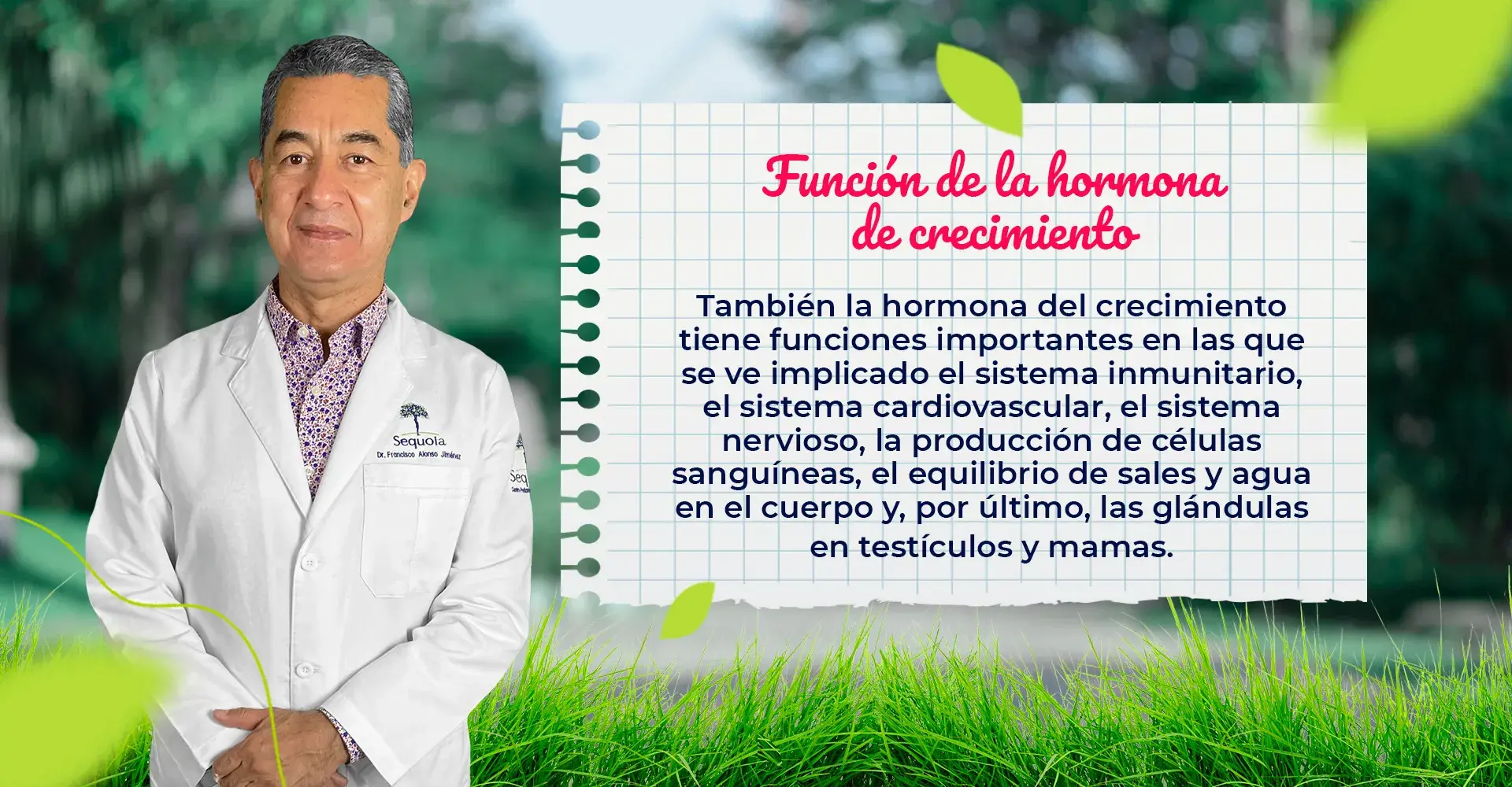 La hormona de crecimiento tiene diversas funciones (sistema inmunitario, sistema nervioso, producción de células sanguíneas, sistema cardiovascular).