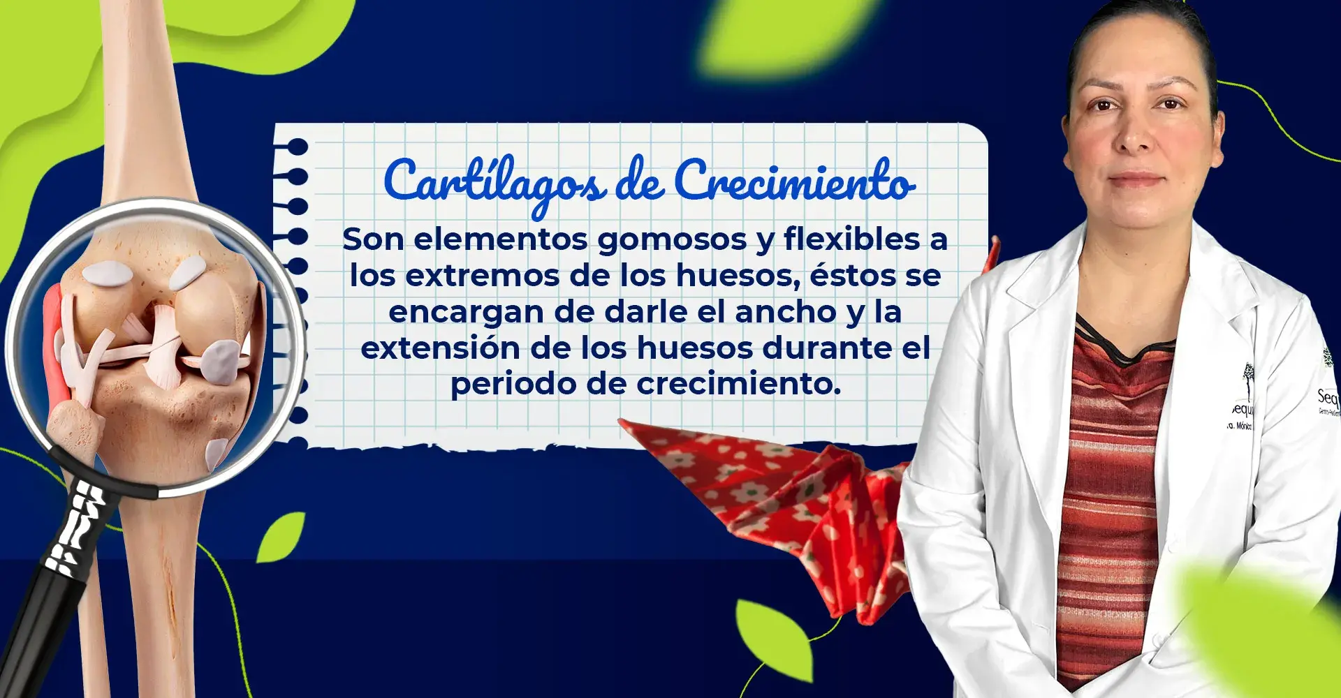 Los cartílagos de crecimiento son elementos gomosos y flexibles.