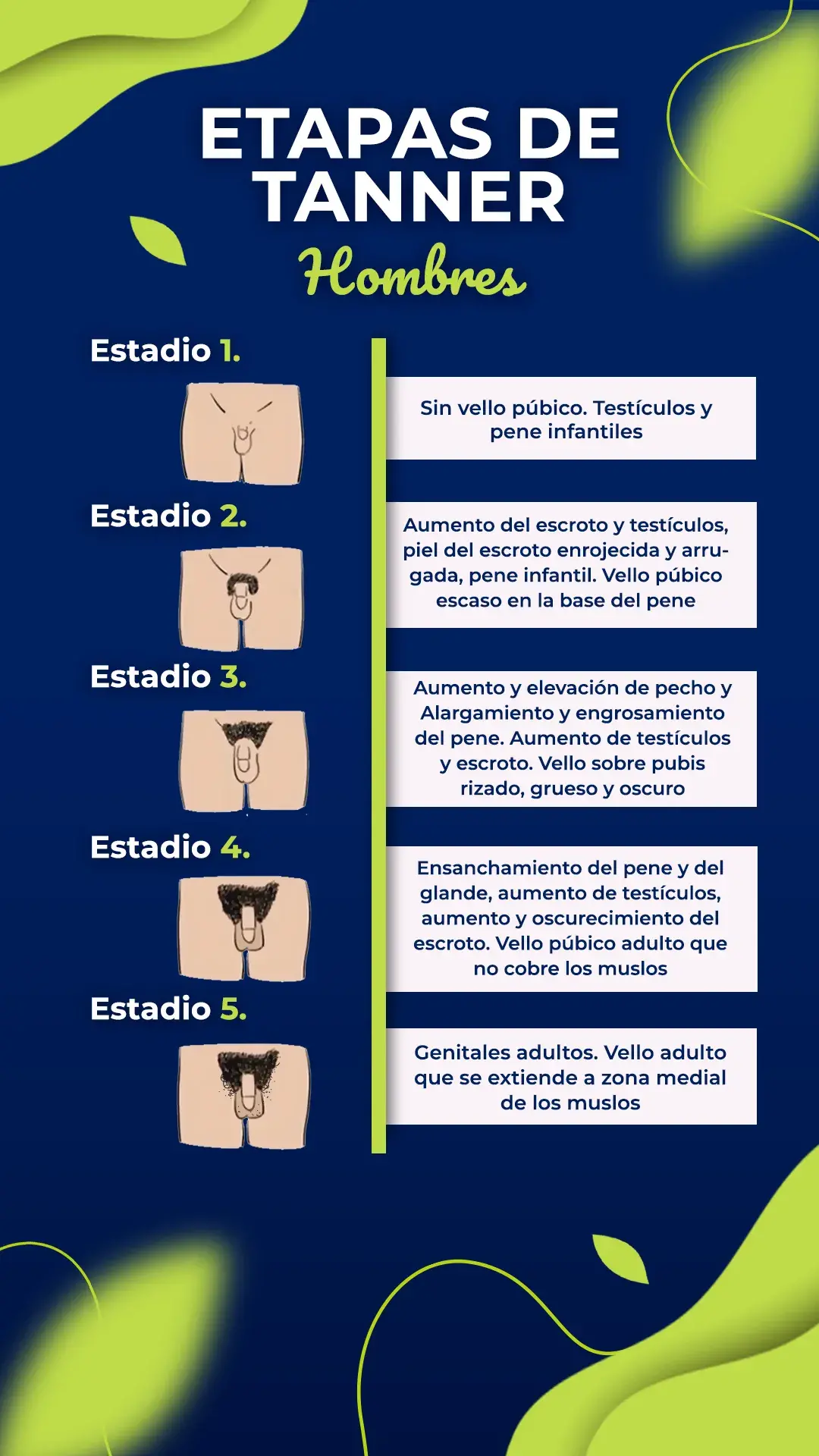 Etapas de hombre (estadio 1,2,3,4,5)