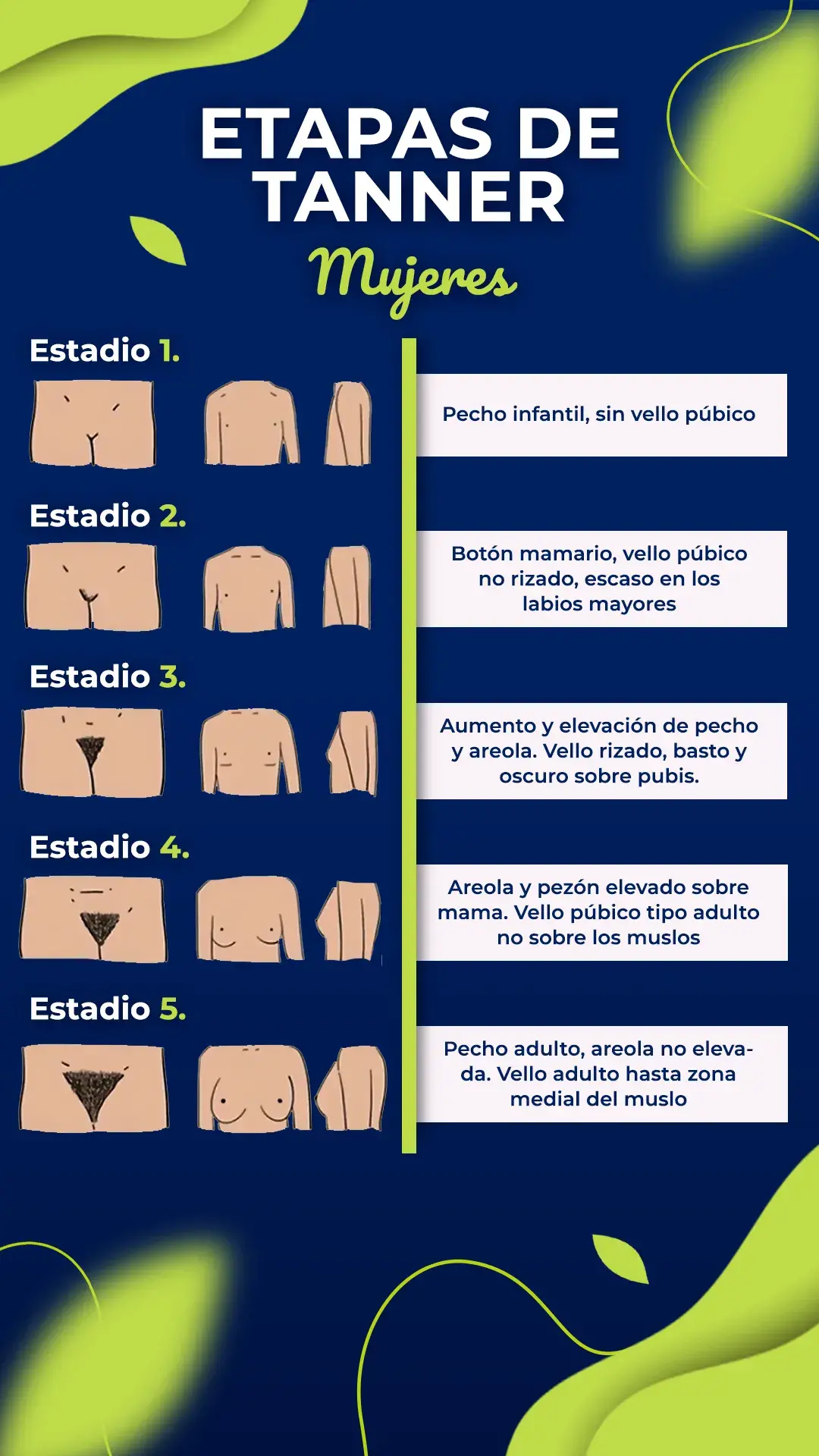 Etapas de tanner (estadio 1,2,3,4,5)