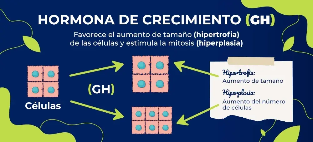 hormona de crecimiento (HG)