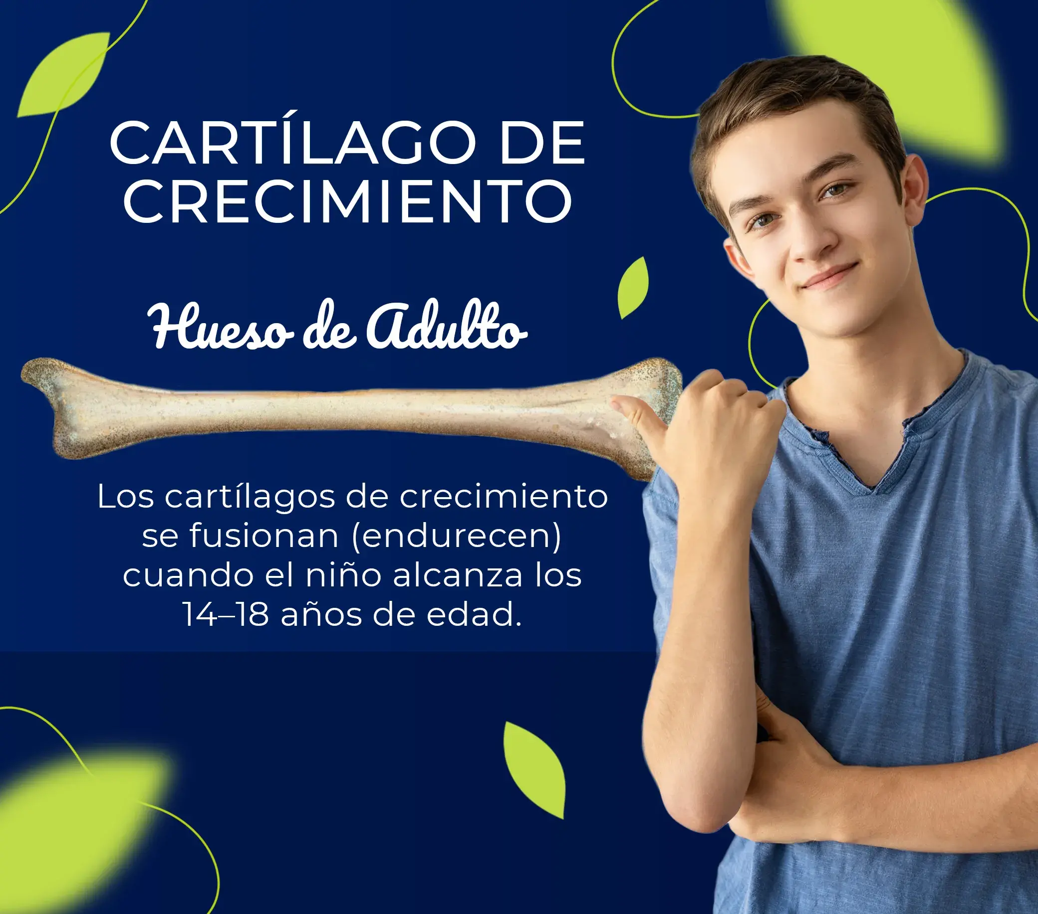 El cartilago del adulto se endurecen cuando el adolescente alcanza los 14 o 18 años.