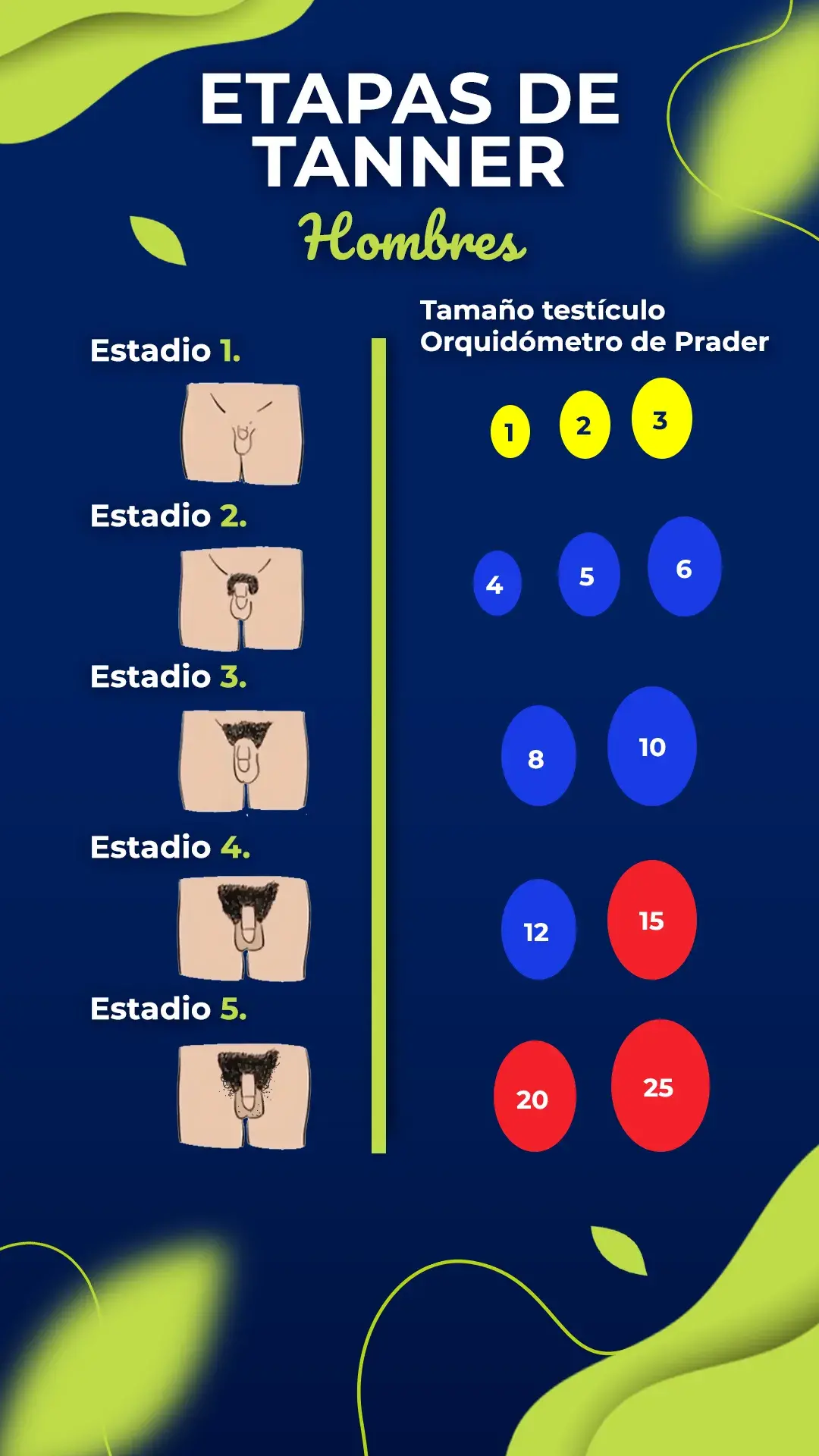 Etapas de tanner en hombres