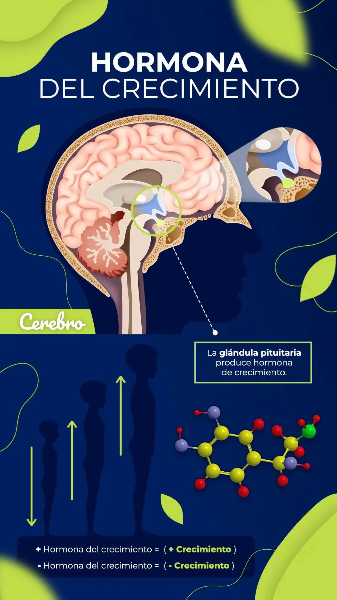 Producción de hormona de crecimiento