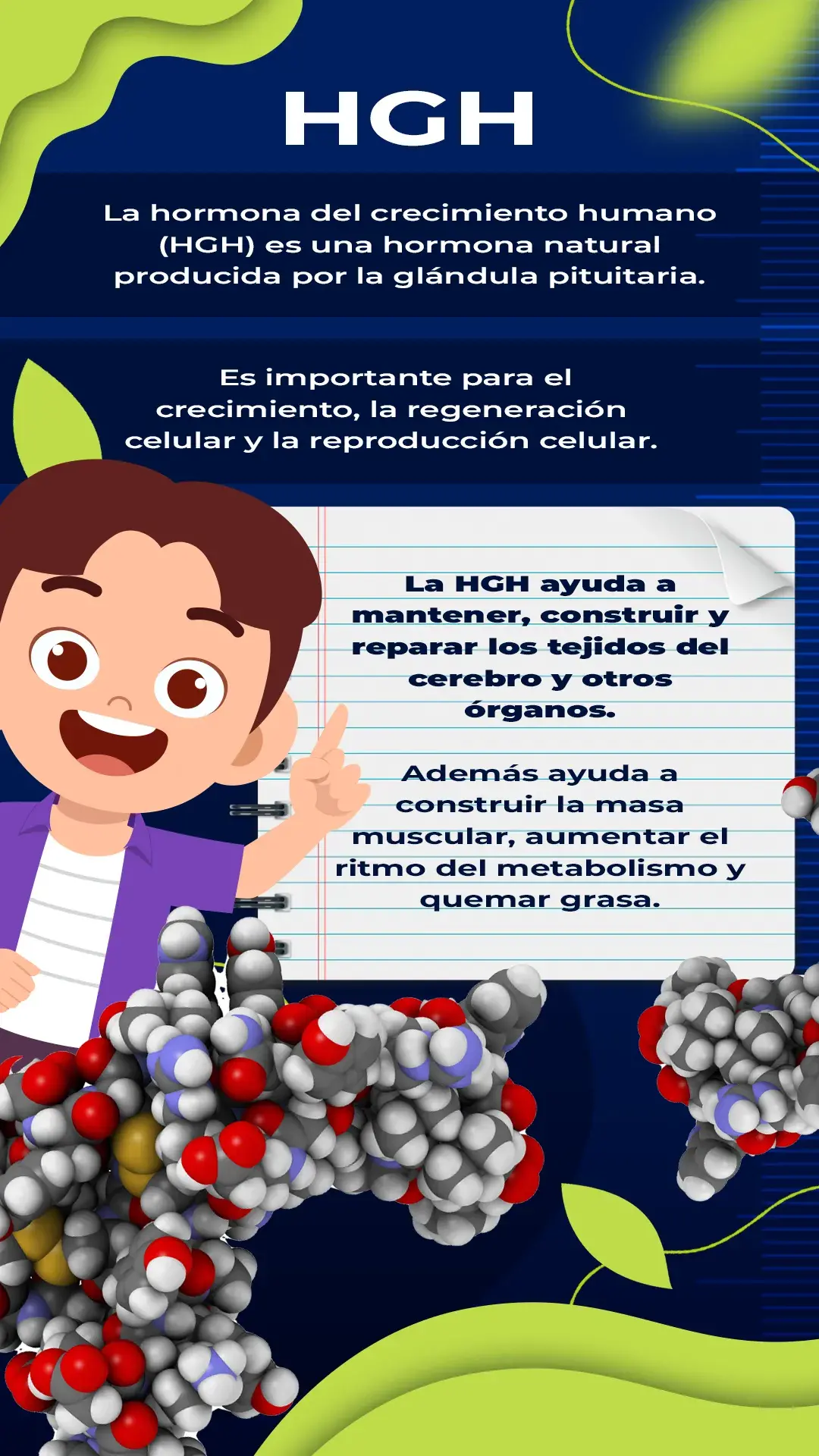 La hormona del crecimiento humano (HGH) es la hormona natural producida por la glándula pituitaria
