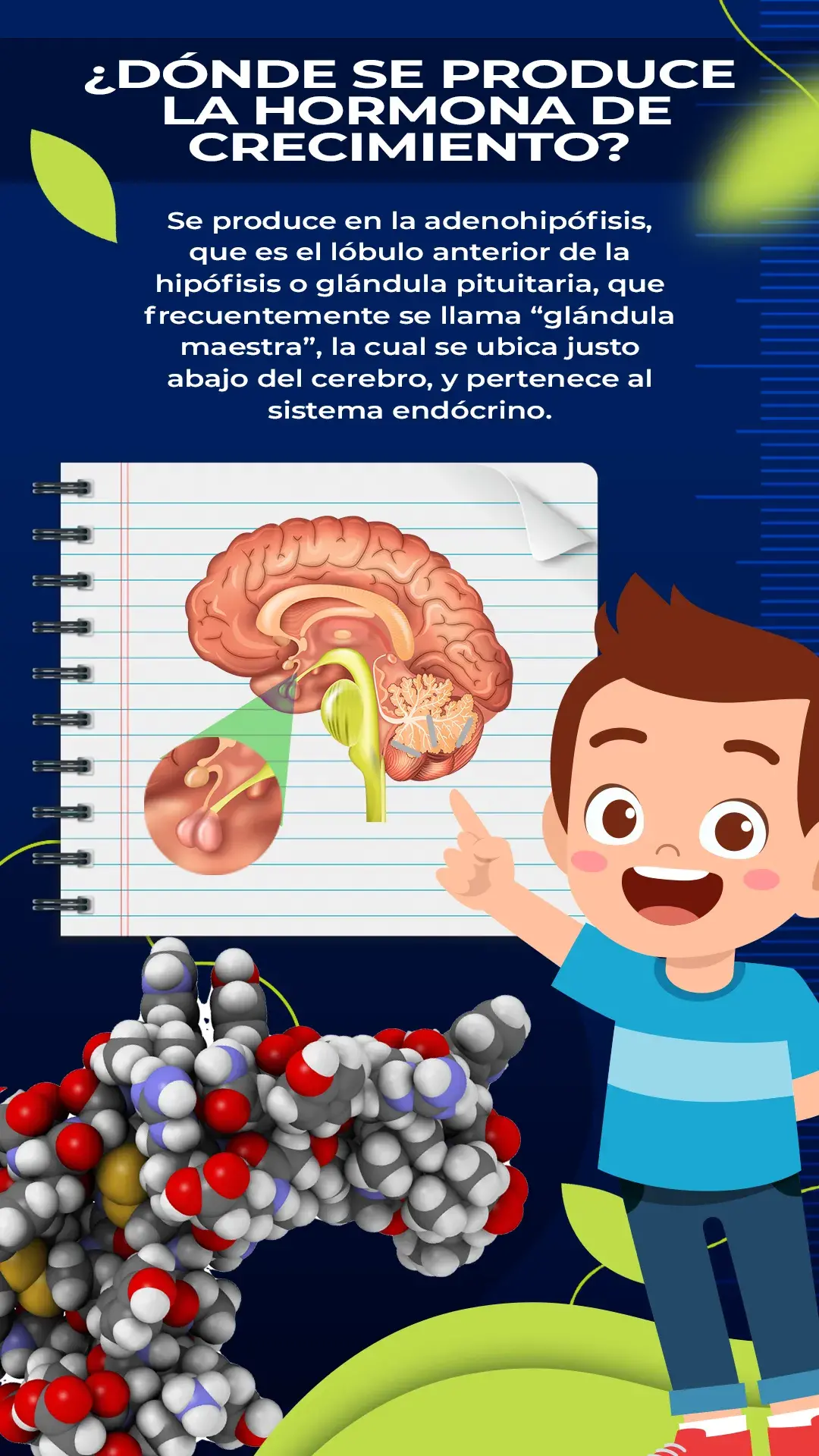 La producción de la hormona de crecimiento se da en la adenohipófisis. 
