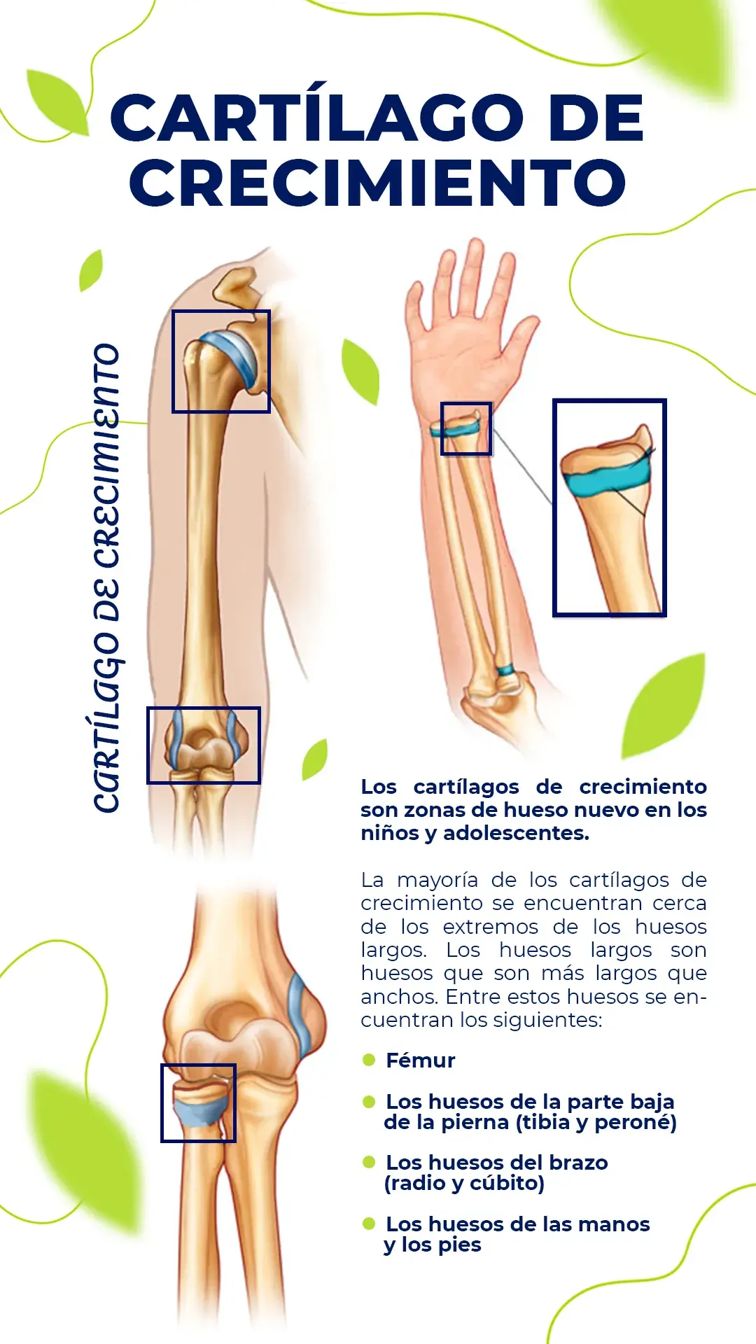 Las zonas donde hay cartílago de crecimiento son fémur, tibia, peroné, radio, cubito y huesos de los pies.